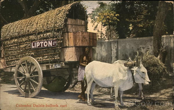 Lipton Ltd Colombo Advertising