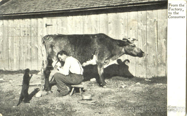 From The Factory To The Consumer Cows & Cattle