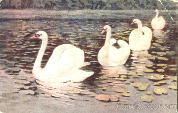 Swans Birds