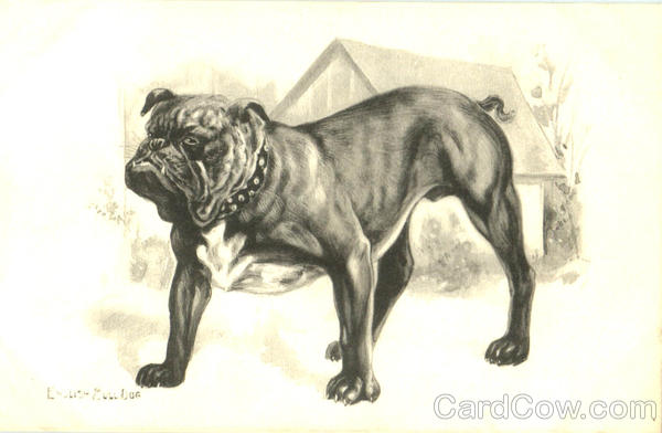 English Bull Dog Dogs