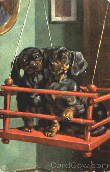 Dachshund Puppies Dachshunds
