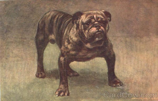 English Bull Dog Dogs