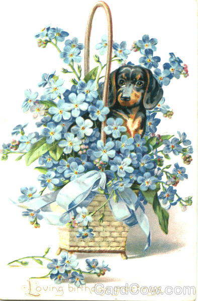 Dachshund Puppy Dachshunds