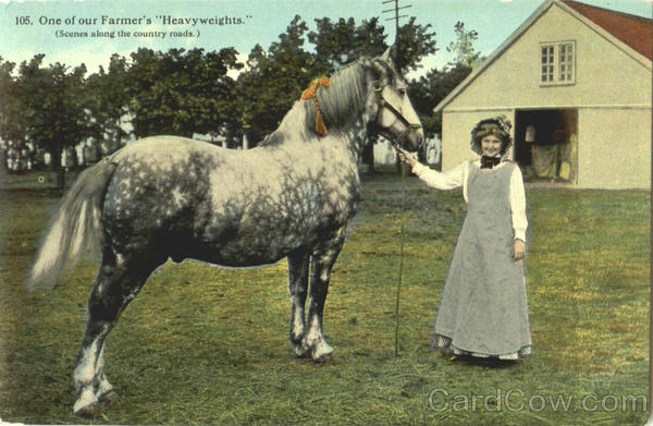 One Of Our Farmer's Heavyweights Horses