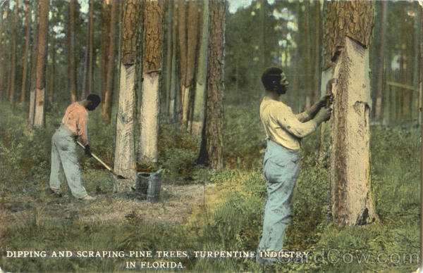 Dipping And Scraping Pine Trees Black Americana