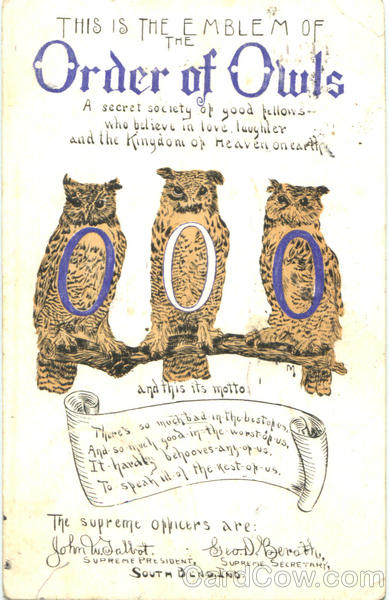 Order Of Owls Birds