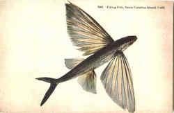 Flying Fish Santa Catalina Island, CA Postcard Postcard