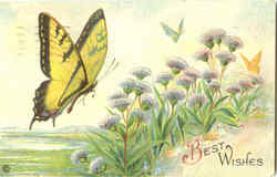 Butterfly Postcard
