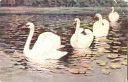 Swans Postcard