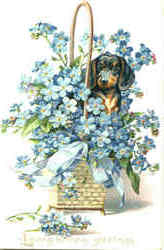 Dachshund Puppy Postcard