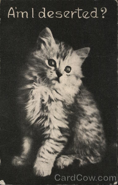 Am I deserted? - Kitten Cats