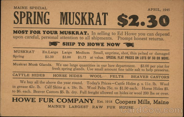 Spring Muskrat Pelts - Howe Fur Company Coopers Mills Maine