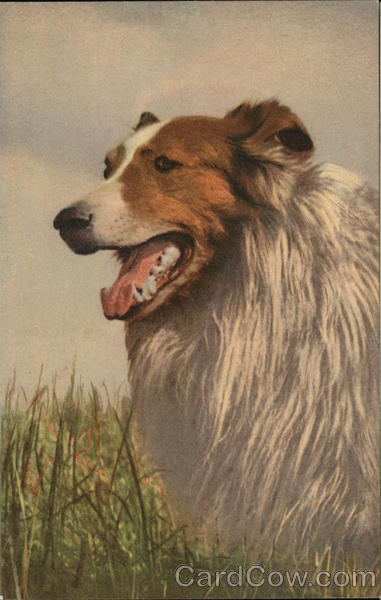 Collie in grass Dogs