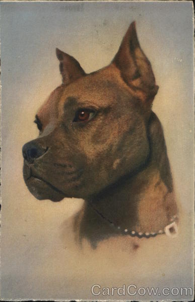Portrait of a boxer Dogs
