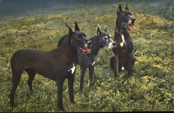 Great Danes in grass Dogs