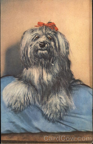 Yorkshire terrier on a bed Dogs