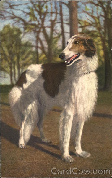 russischer windshund Dogs