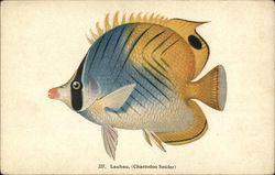 Lauhau (Chaetodon Setifer) fish Postcard Postcard Postcard