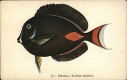 Black Fish with Orange Gill and Tail Side View Postcard