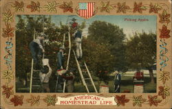 Picking Apples - American homestead life Farming Postcard Postcard Postcard