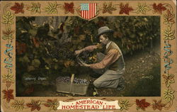 "Gathering Grapes" American homestead life "Gathering Grapes" American homestead life