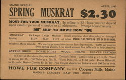 Spring Muskrat Pelts - Howe Fur Company Postcard