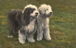English Sheepdogs Postcard
