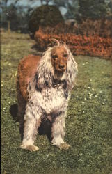 Brown and Fawn-Colored Afghan Greyhound in a Grassy Field Brown and Fawn-Colored Afghan Greyhound in a Grassy Field