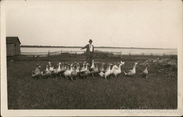 Man Posing with Geese Birds