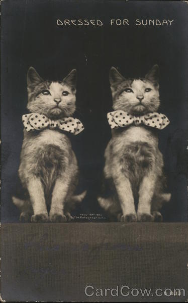 Dressed for Sunday - two cats in bowties