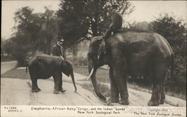 Elephants: African Baby Congo and the Indian Gunda Bronx New York