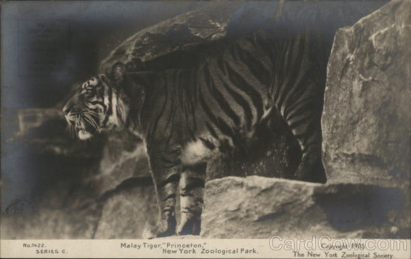 Malay Tiger, Princeton. New York Zoological Park Bronx
