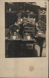 Birds in Birdcages on DIsplay Postcard