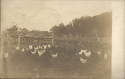 A Brood of Chickens Postcard