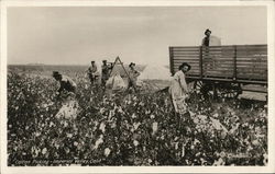 Cotton Picking - Imperial Valley, Calif. Postcard