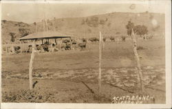 View of a cattle ranch - Culabra PR Puerto Rico Postcard Postcard Postcard