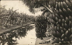 Banana Plantation Banana Plantation