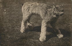 Lynx Wild Cat Captured by "Orange" Shores Postcard