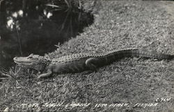 McHee Jungle Gardens - Vero Beach Florida Postcard Postcard Postcard