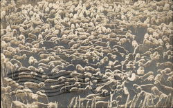 Flock of Sheep Postcard