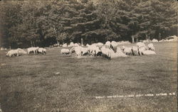 Greystone Lodge Golf Links - Sheep Antrim, NH Postcard Postcard Postcard