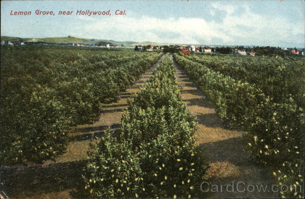 Lemon Grove Hollywood California
