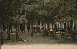 The Pines at Riverhurst Park Olean, NY Postcard Postcard Postcard