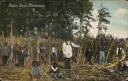 Sugar Cane Plantation Sugar Cane Plantation