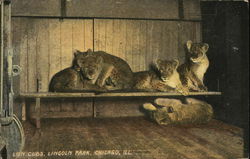 Lion cubs, Lincoln Park Postcard