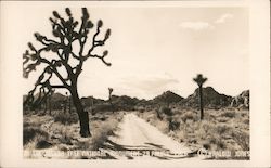 Joshua Tree National Monument Postcard