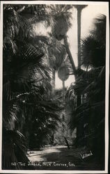 The Jungle, Palm Canyon, Cal. Postcard