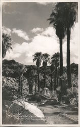 Palm Canyon Postcard