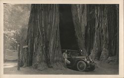 Man and Car Driving through the Giant Sequoyah Tree in Yosemite National Park Postcard