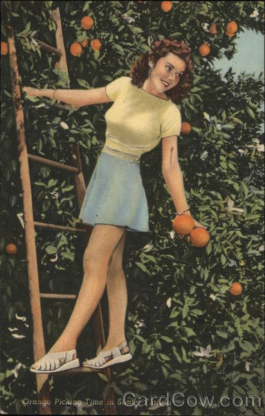 Orange Picking Time in Sunny Florida